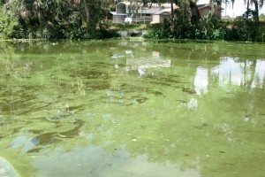 Algae in Fort Myers. Photo courtesy of Earthjustice-John Cassani