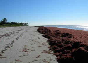 red algae at fort myers beach
